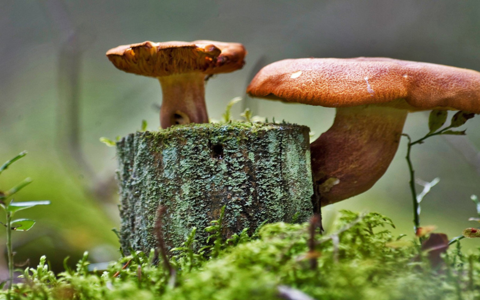 Photo:  mushroom 03